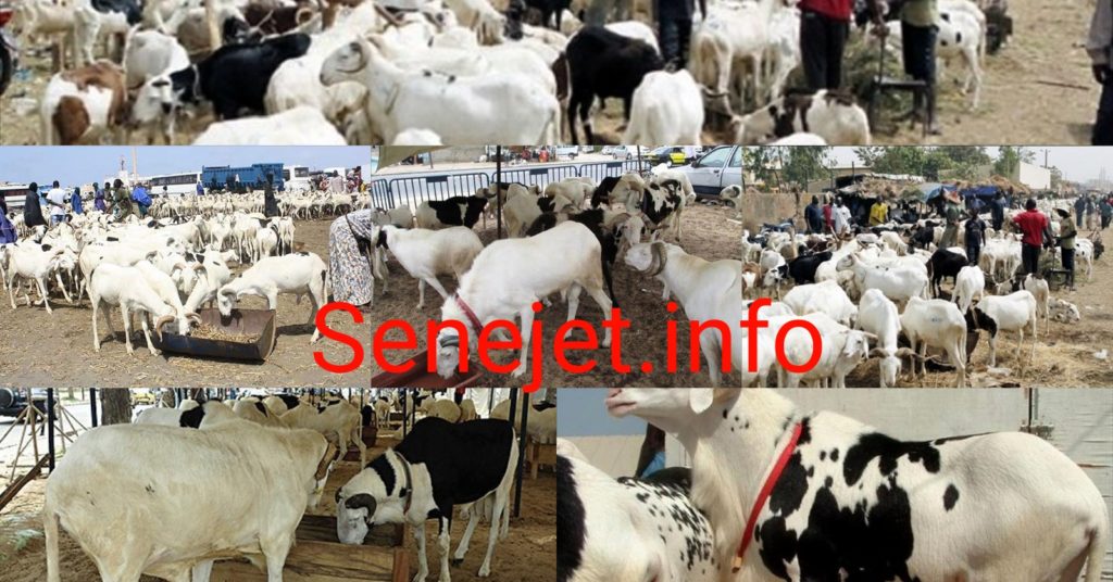 1595972851285 1024x536 - TABASKI/Touba-Mbacké : les prix des moutons sont exorbitants